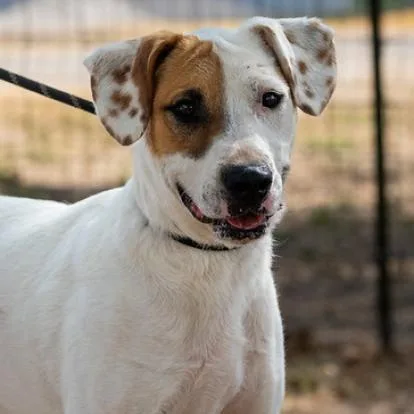 An adult medium-sized male White / Cream Terrier dog named Wishbone JuM for adoption in Austin, TX