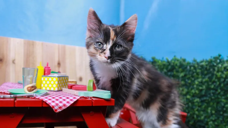 A baby small-sized female Dilute Calico cat named Snickers for adoption in Parker, TX
