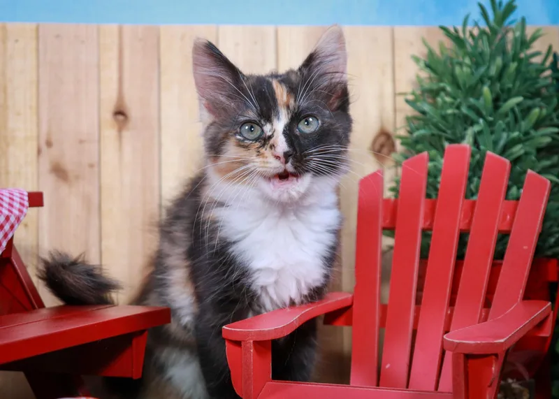 Snickers thumbnail 5