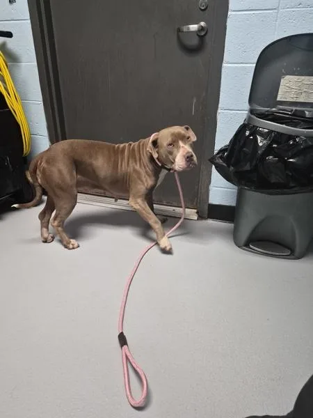 Ic Betsy Woof