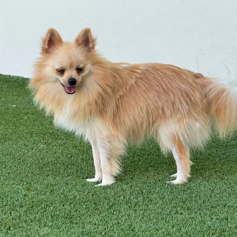 An adult small-sized male Brown / Chocolate Pomeranian dog named Rocket for adoption in LOXAHATCHEE, FL