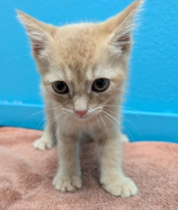 A baby small-sized male Domestic Short Hair cat named Bashful for adoption in Escondido, CA
