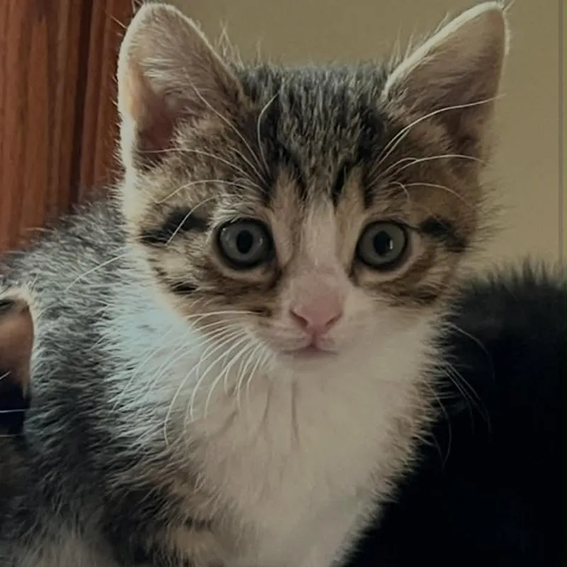 A baby medium-sized female Domestic Short Hair cat named Koontz for adoption in Port Washington, WI