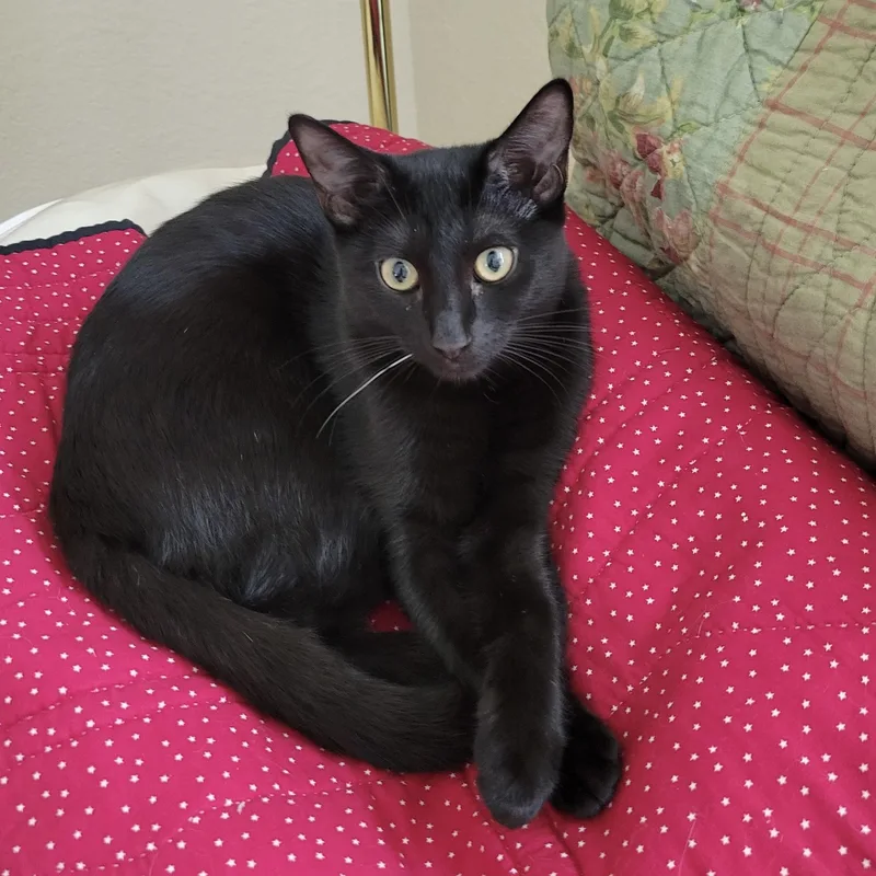 A baby medium-sized female Black Bombay cat named Buttons & Willow for adoption in Liverpool, TX