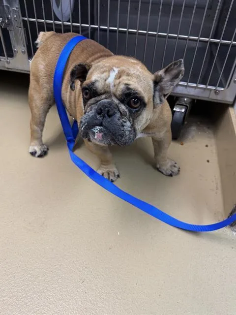 An adult medium-sized female English Bulldog dog named Sweet Potato for adoption in Chula Vista, CA