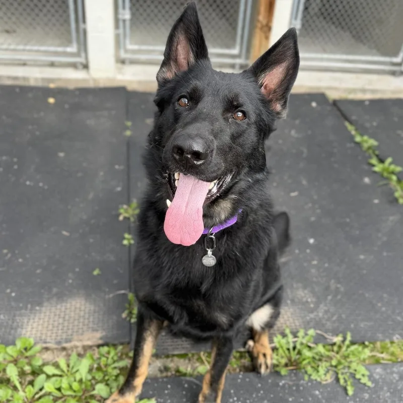 An adult large-sized male Black German Shepherd Dog dog named WallE for adoption in Marshall, VA