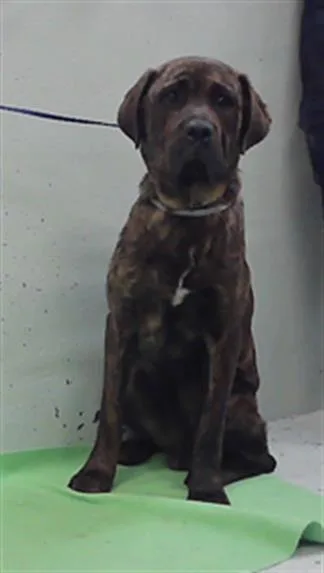 Apollo
