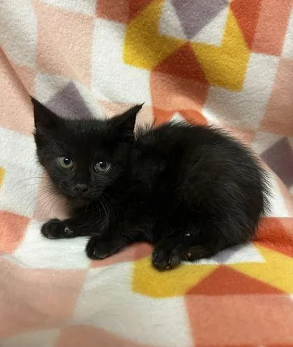 An adult small-sized male Domestic Short Hair cat named King Funky Of Tunes for adoption in Spruce Pine, NC