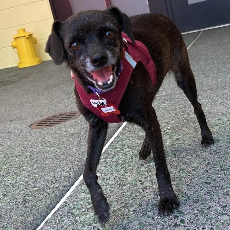 A senior small-sized female Black Chihuahua dog named Umbrella for adoption in San Francisco, CA