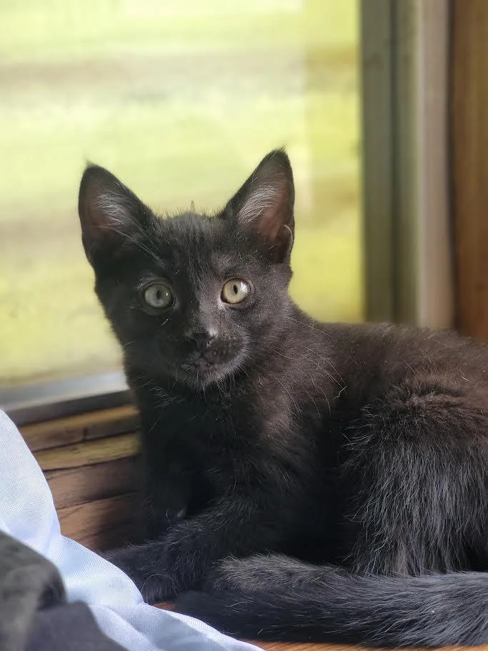 A baby medium-sized female Black Domestic Short Hair cat named Susie for adoption in Washoe Valley, NV