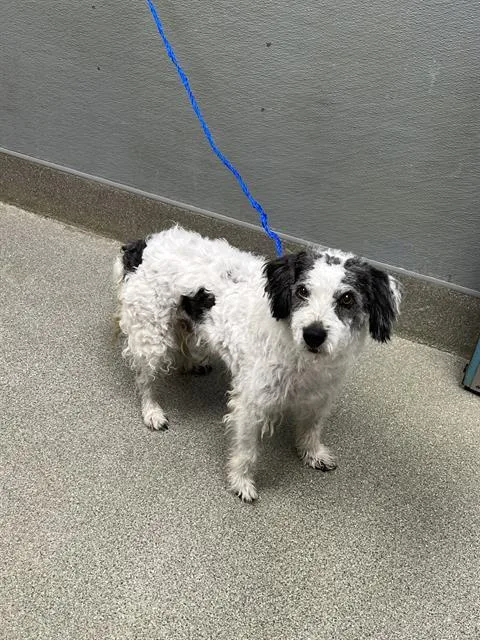A senior medium-sized male Poodle dog named Baxter for adoption in Las Vegas, NV