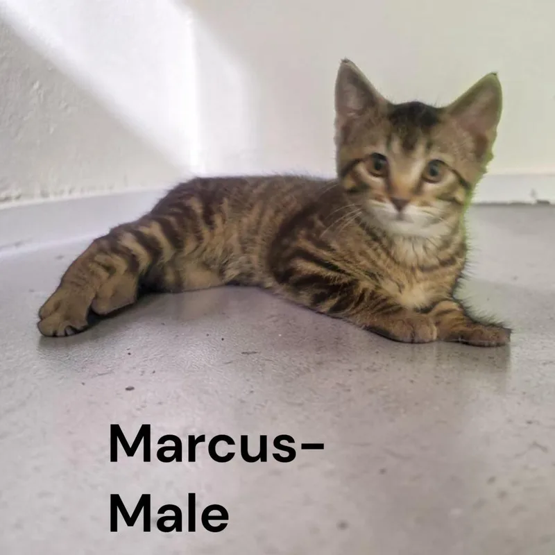 A baby small-sized male Brown / Chocolate Domestic Short Hair cat named Marcus for adoption in Carmel, IN