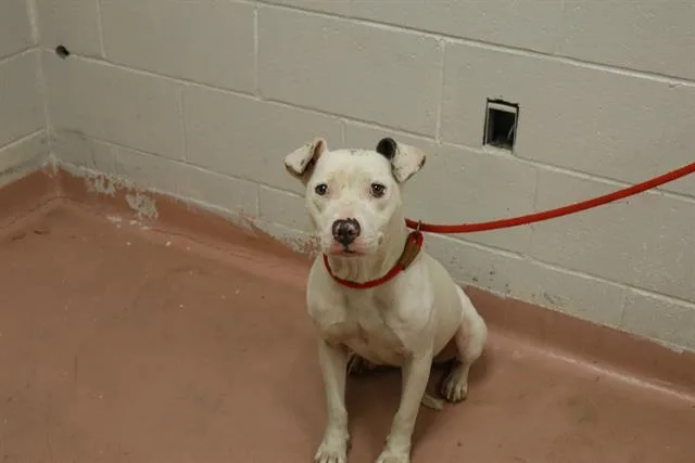 A young medium-sized female Mixed Breed dog named Helena for adoption in Columbia, SC