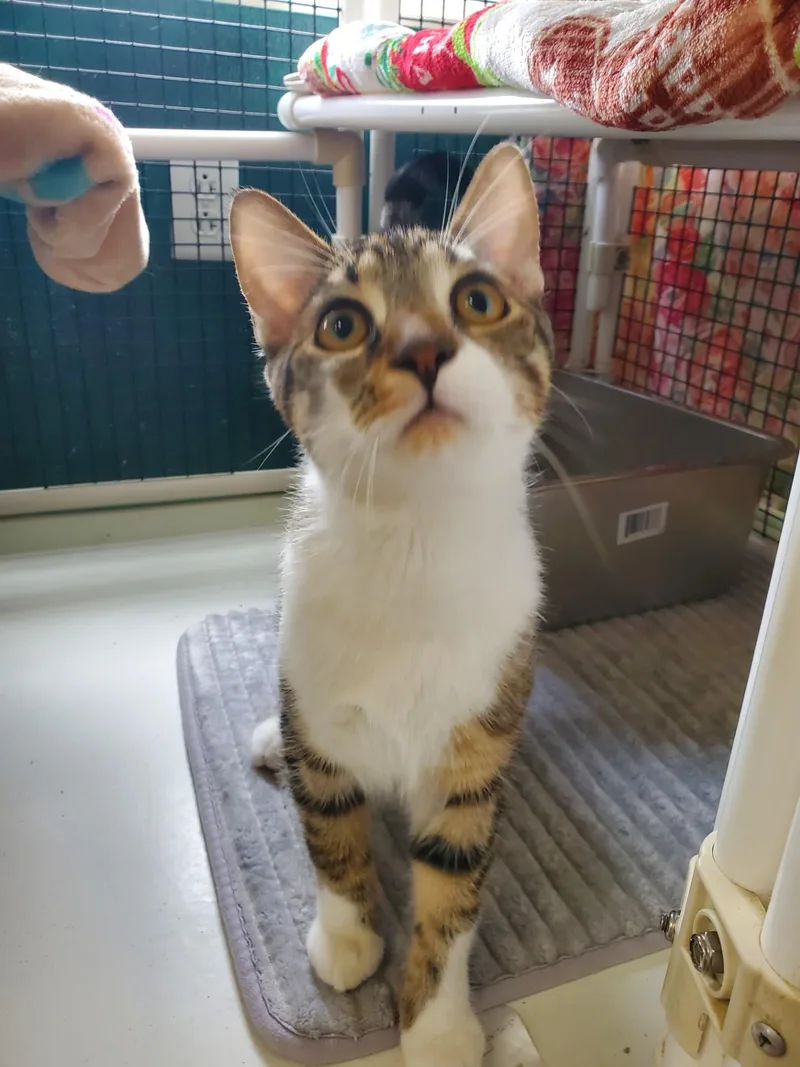 A young medium-sized male Domestic Short Hair cat named Aleksei for adoption in Altoona, PA