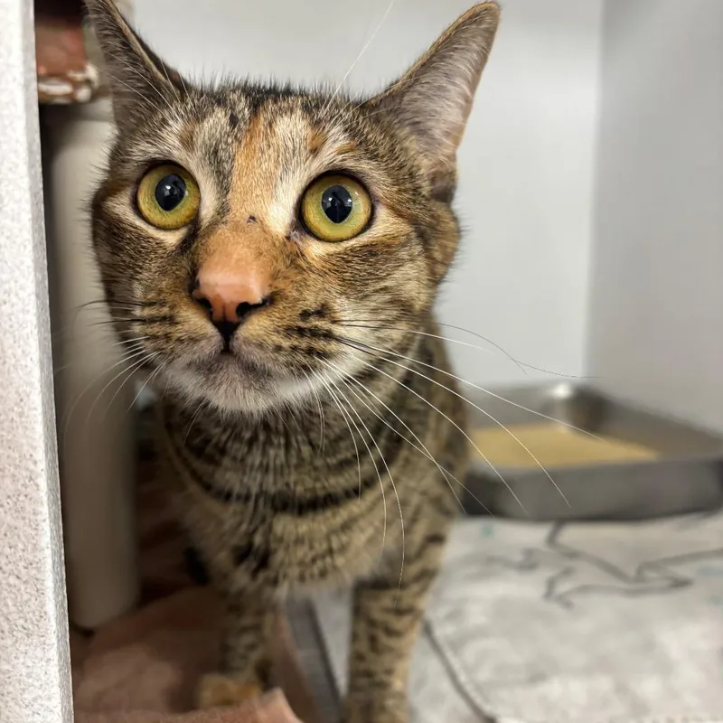 A young medium-sized female Brown / Chocolate Domestic Short Hair cat named Biscuit for adoption in Dover, NH