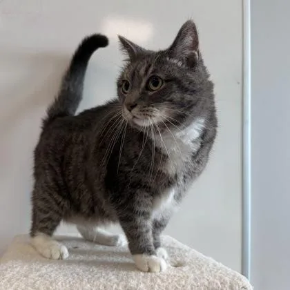 An adult large-sized female Domestic Short Hair cat named Bella for adoption in Janesville, WI