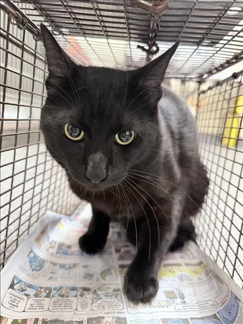 A young medium-sized male Domestic Short Hair cat named Cinco for adoption in Los Angeles, CA