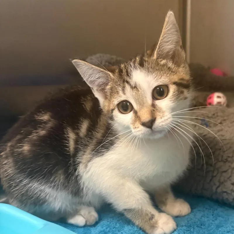 A baby small-sized female Brown / Chocolate Domestic Short Hair cat named Autumn for adoption in East Hanover, NJ