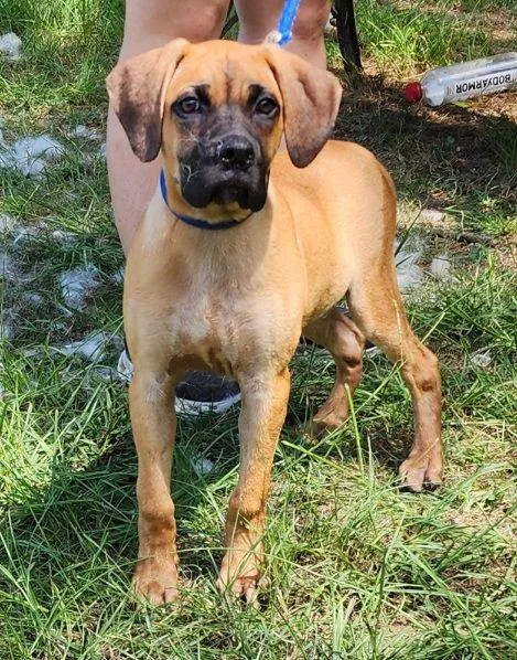A baby large-sized male Hound dog named Chief for adoption in Wetumpka, AL