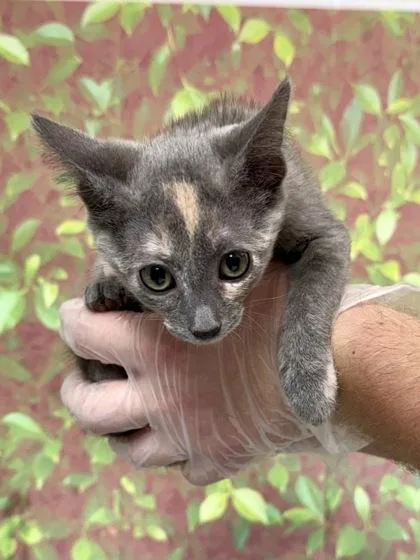 A young small-sized female Domestic Short Hair cat named Emma for adoption in San Antonio, TX