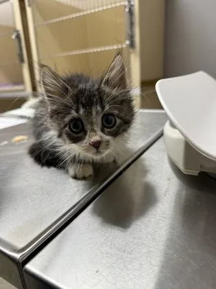 A baby small-sized male Domestic Short Hair cat named Nikko for adoption in Pequot Lakes, MN