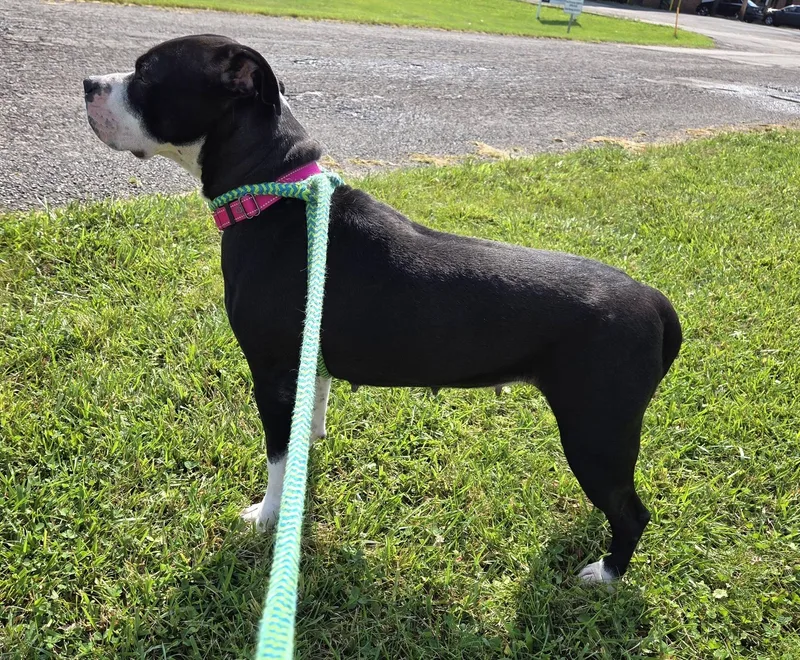 An adult medium-sized female Black Mixed Breed dog named Ethel for adoption in Youngstown, OH