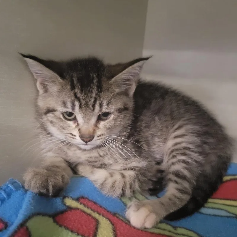 A baby small-sized female Brown / Chocolate Domestic Short Hair cat named Tuna Turner for adoption in Grand Rapids, MI