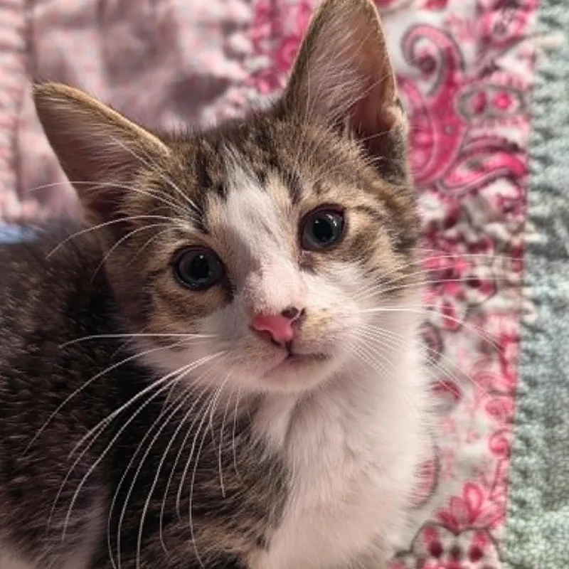 A baby small-sized male Brown / Chocolate Domestic Short Hair cat named Max for adoption in Bastrop, TX
