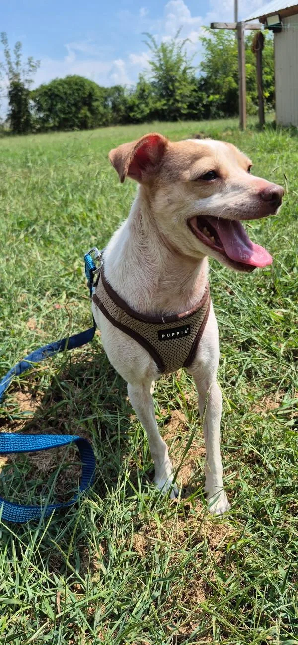 An adult small-sized female Jack Russell Terrier dog named Navi for adoption in Morristown, TN