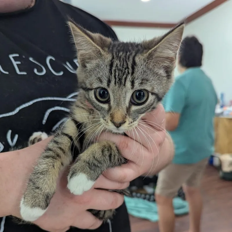 A baby small-sized female Tabby (Brown / Chocolate) Tabby cat named Cougar for adoption in Ocala, FL