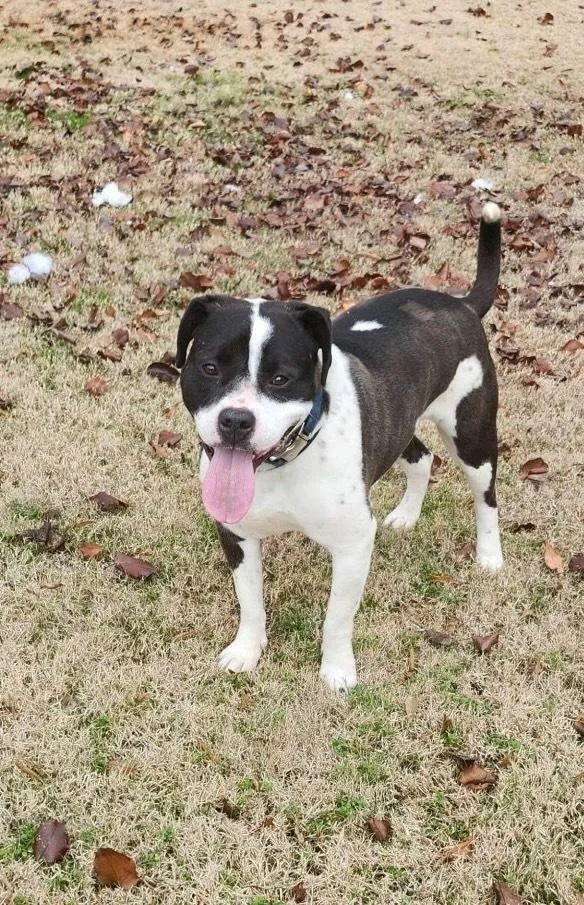 An adult large-sized female Pit Bull Terrier dog named Daisy June for adoption in Boston, MA