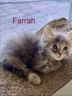 A baby medium-sized female Turkish Angora cat named Farrah for adoption in Oakland Park, FL
