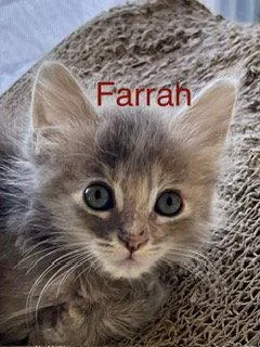 Farrah thumbnail 2