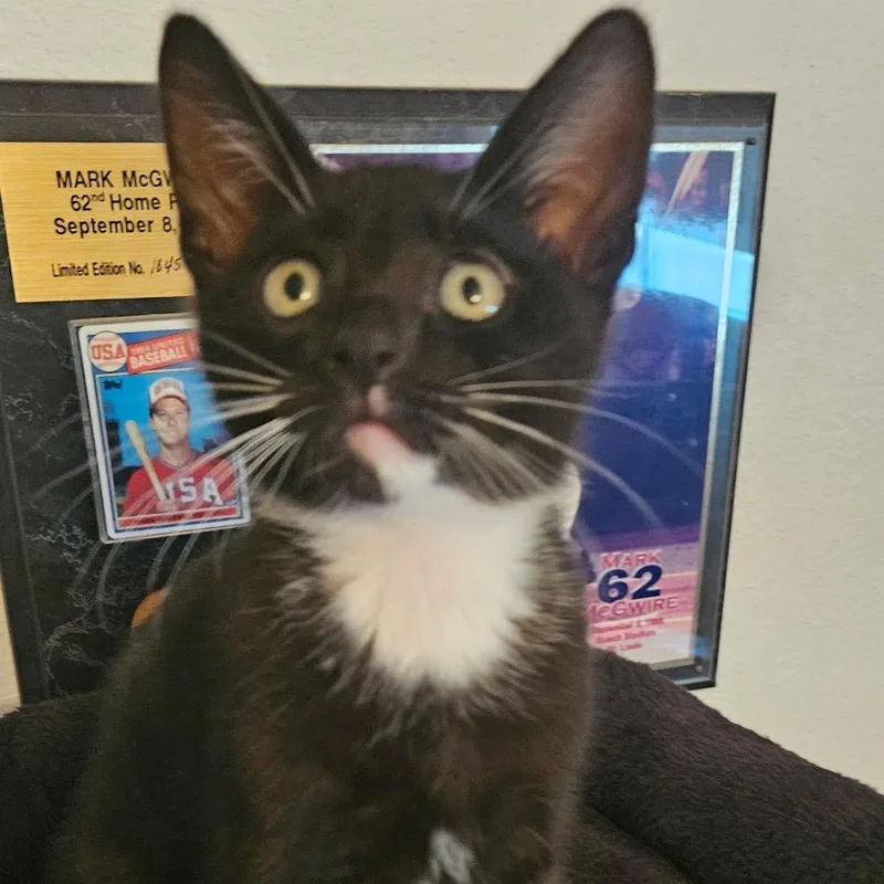 A baby small-sized male Black Domestic Short Hair cat named Anthony for adoption in Chino Hills, CA