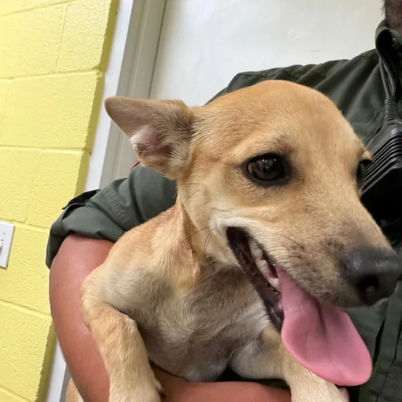 A young small-sized male Yellow / Tan / Blond / Fawn Chihuahua dog named Peanuts for adoption in Edinburg, TX