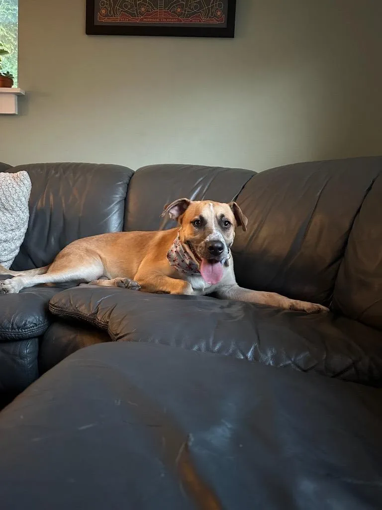 An adult large-sized male Retriever dog named Pete for adoption in Salt Lake City, UT
