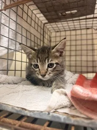 A baby small-sized male Domestic Short Hair cat named Graham for adoption in Honolulu, HI