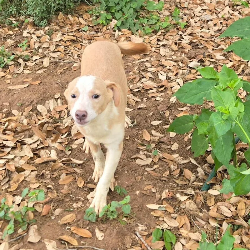 A baby medium-sized male White / Cream Labrador Retriever dog named Blue Jay for adoption in Brookeville, MD