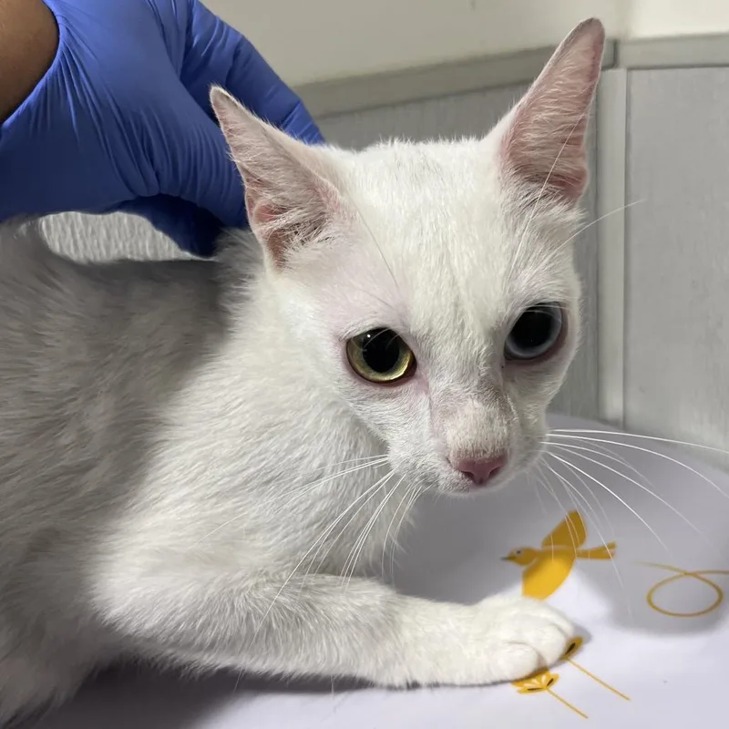 A young medium-sized female White Domestic Short Hair cat named Rain for adoption in Tampa, FL
