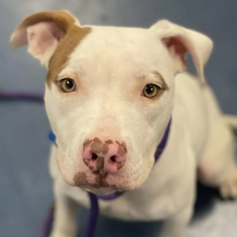 An adult medium-sized male White / Cream Pit Bull Terrier dog named Billy for adoption in Los Angeles, CA