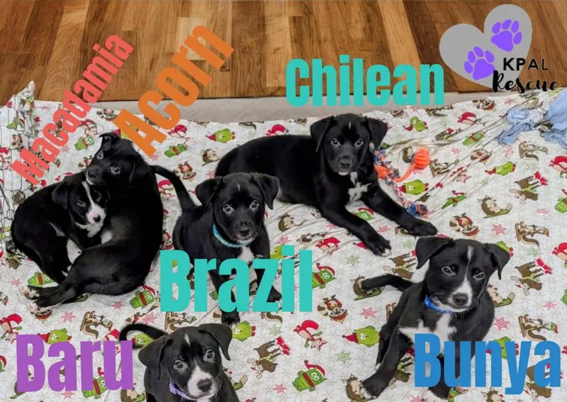 A baby large-sized male Tricolor (Brown, Black, & White) Mixed Breed dog named Chilean Nuts Litter for adoption in Kenai, AK