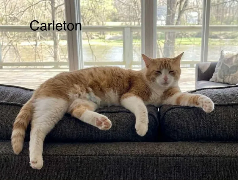 Carleton thumbnail 2