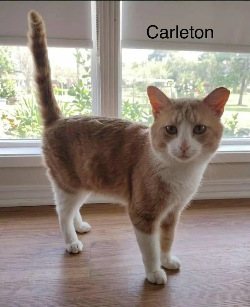 Carleton thumbnail 3