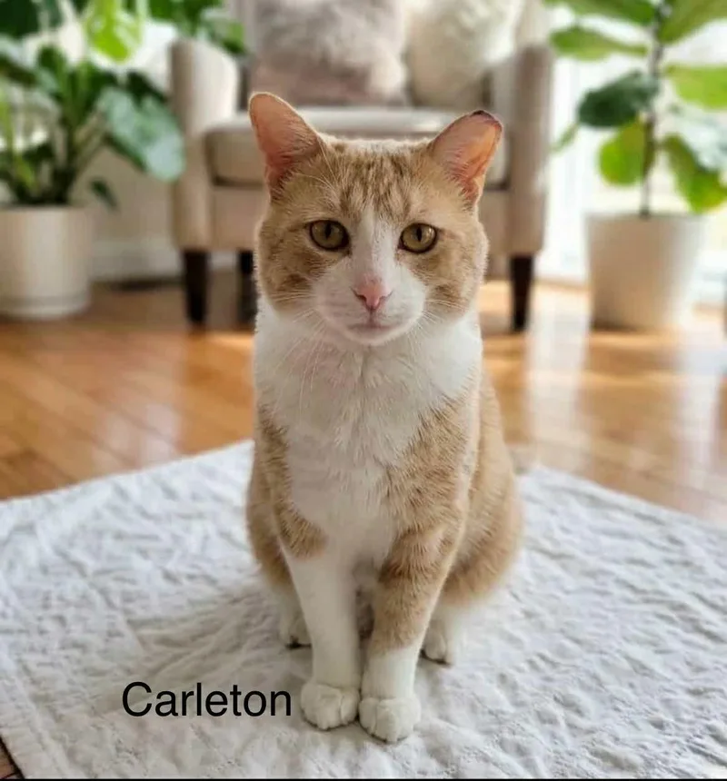 A young medium-sized male Orange & White Tabby cat named Carleton for adoption in Wyandotte, MI