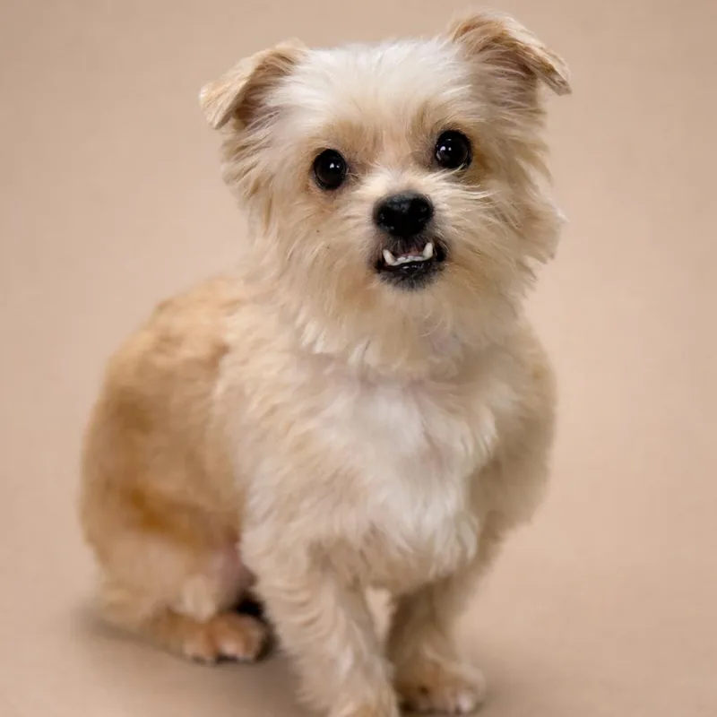 Shaggy: Cutest Underbite