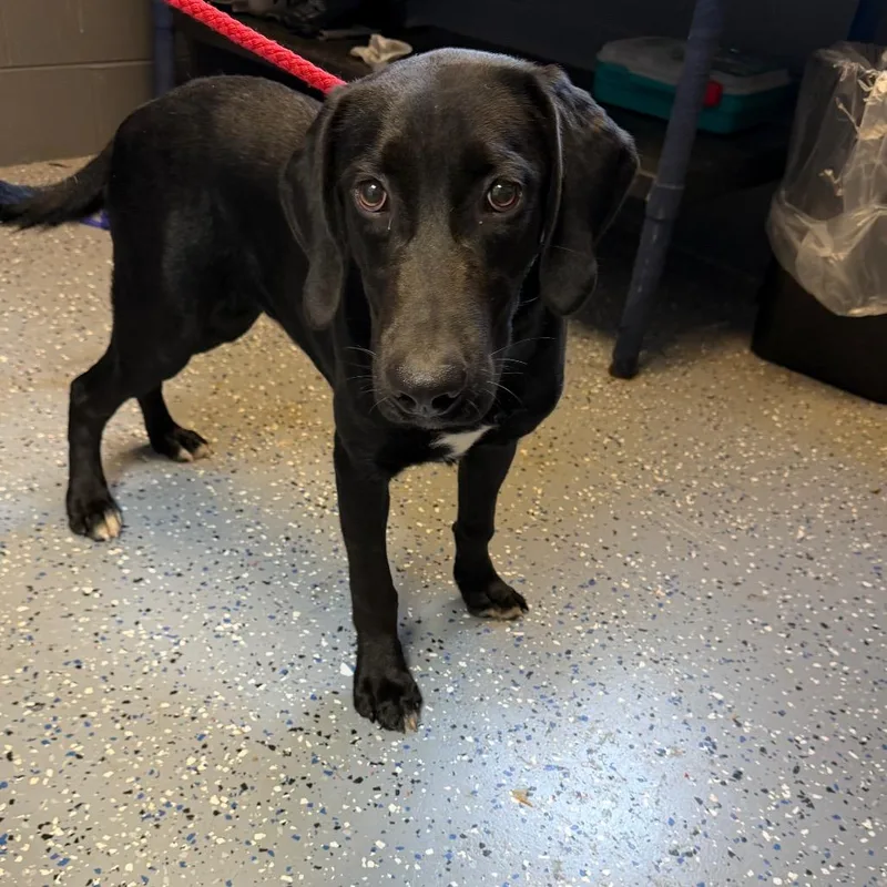 A young medium-sized male Black Labrador Retriever dog named Victor for adoption in Tuscaloosa, AL