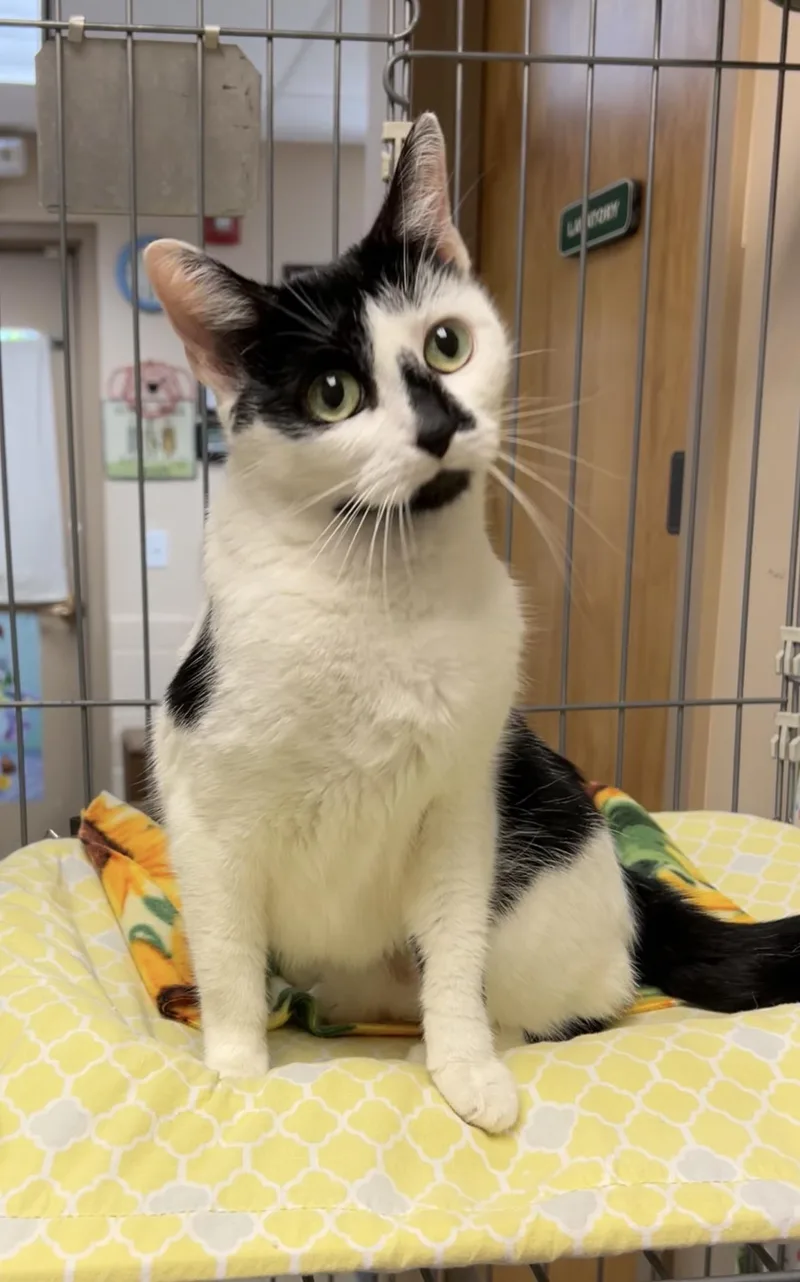 A young medium-sized female Black & White / Tuxedo Domestic Short Hair cat named Hickory for adoption in Montville, NJ