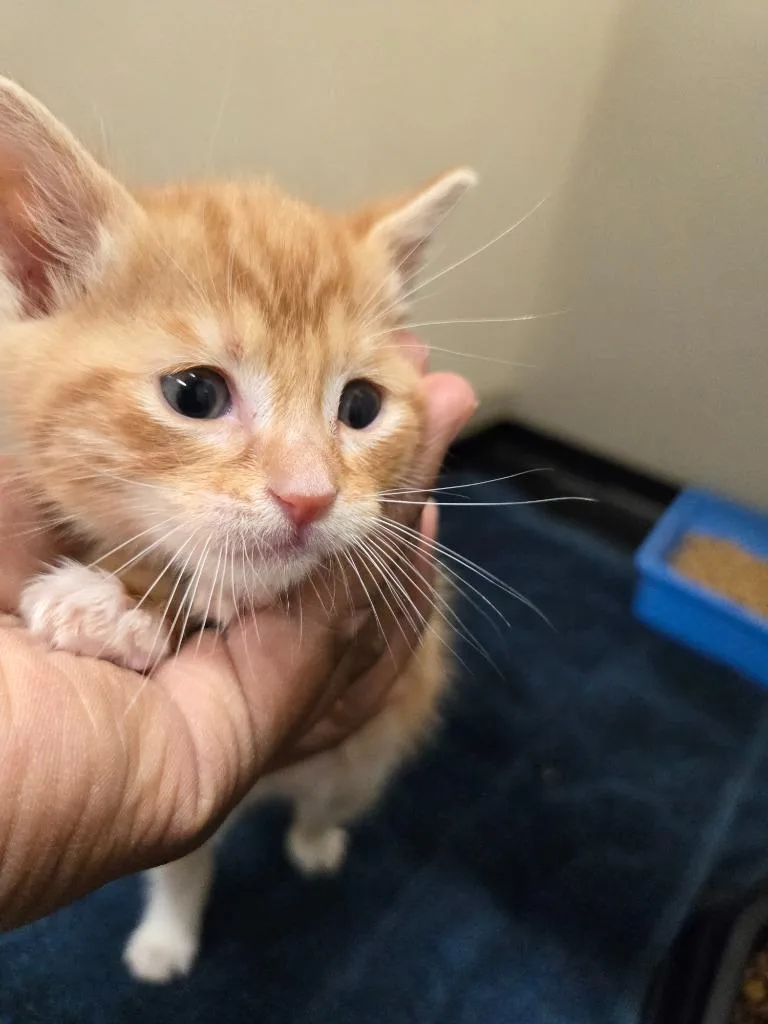 A baby small-sized male Domestic Short Hair cat named Cabbagetown for adoption in Douglasville, GA