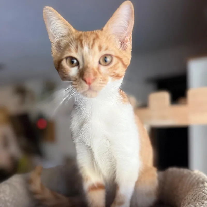 A baby small-sized male Orange / Red Domestic Short Hair cat named Benito for adoption in Port Richey, FL