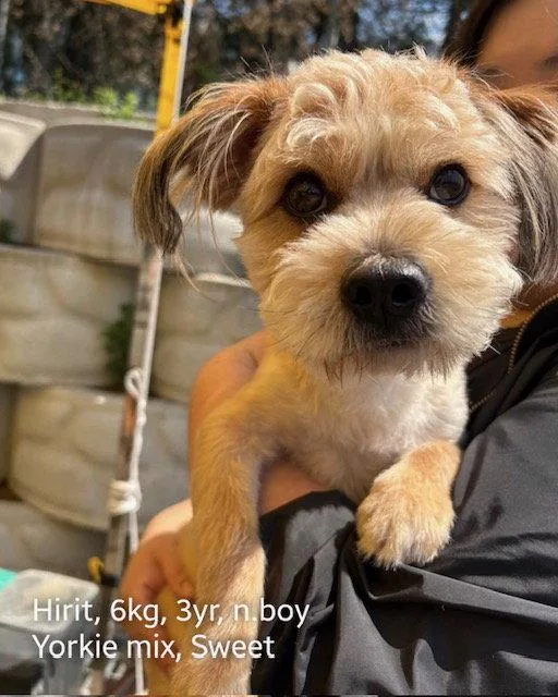 A young small-sized male Yorkshire Terrier dog named Hirit for adoption in Agoura Hills, CA
